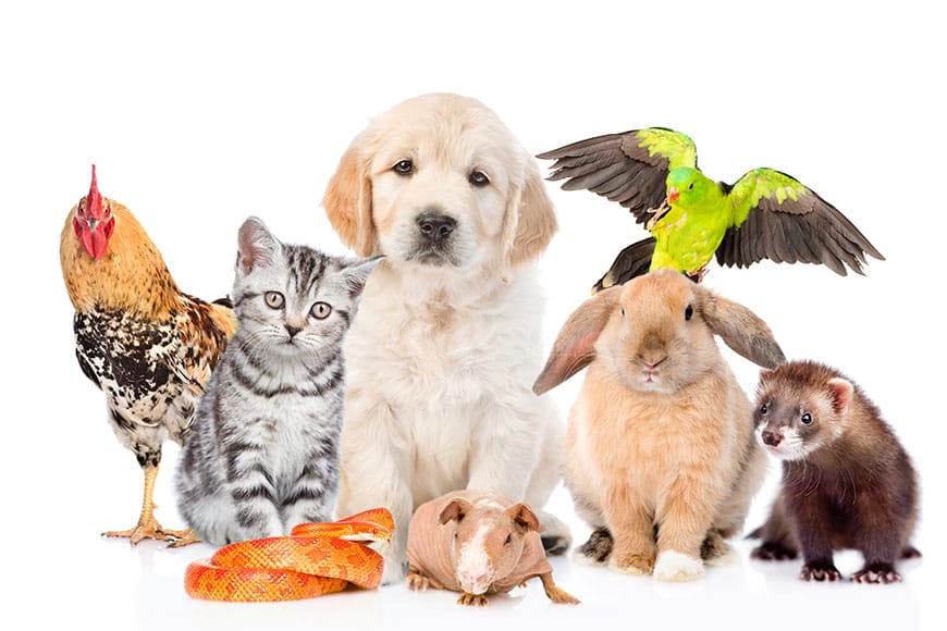 ペット用品 / Pets Supplies